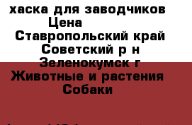 хаска для заводчиков › Цена ­ 45 000 - Ставропольский край, Советский р-н, Зеленокумск г. Животные и растения » Собаки   